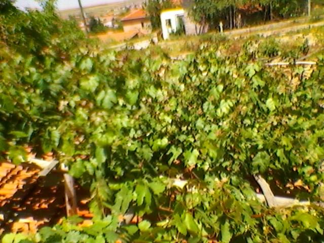 Name:  SP_A0228.jpg
Views: 548
Size:  69.3 KB