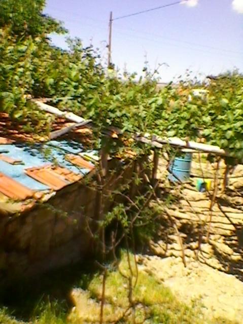 Name:  SP_A0231.jpg
Views: 496
Size:  58.3 KB