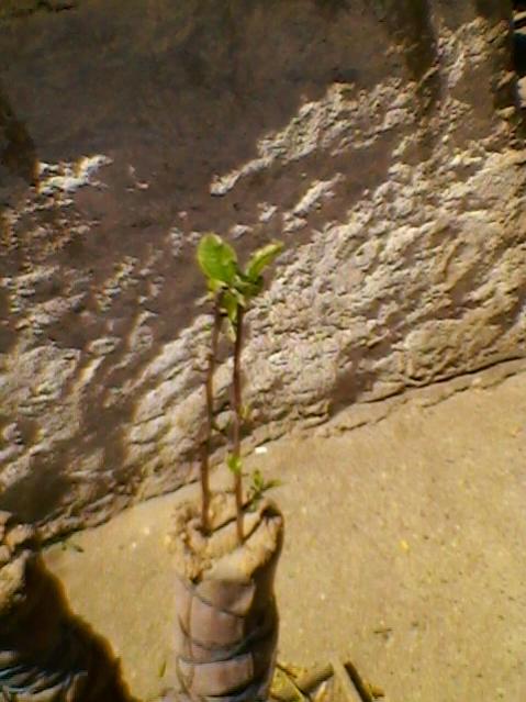 Name:  SP_A0219.jpg
Views: 517
Size:  47.4 KB