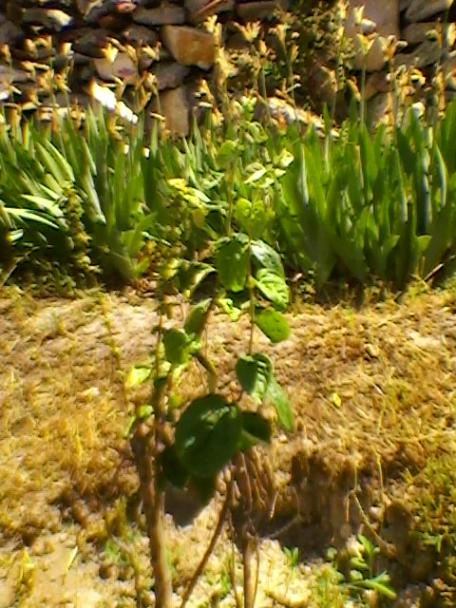 Name:  SP_A0222.jpg
Views: 507
Size:  63.1 KB