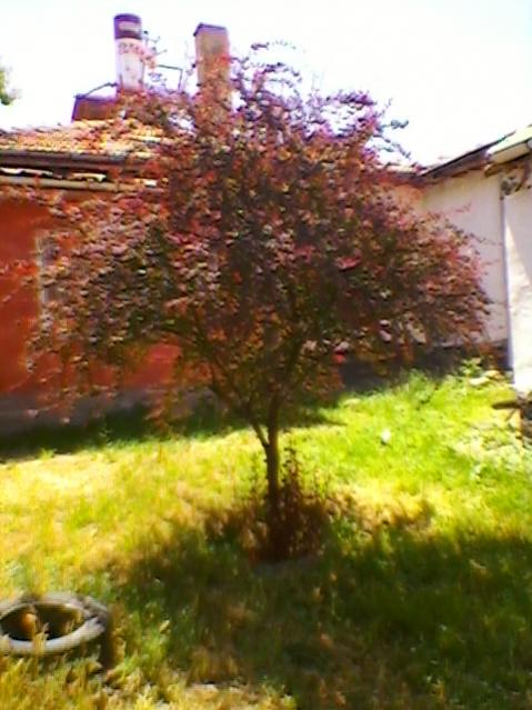 Name:  SP_A0223.jpg
Views: 522
Size:  49.6 KB