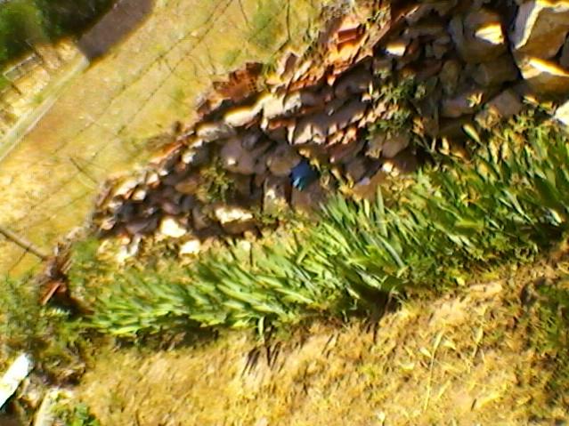 Name:  SP_A0226.jpg
Views: 503
Size:  66.6 KB