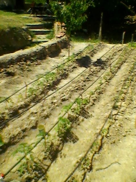 Name:  SP_A0203.jpg
Views: 494
Size:  57.9 KB