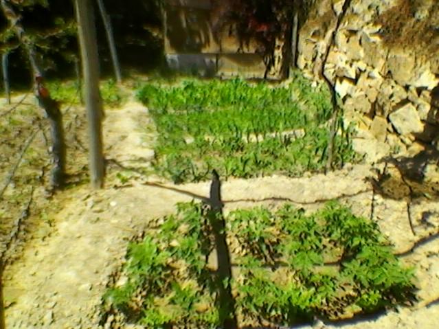 Name:  SP_A0205.jpg
Views: 462
Size:  63.8 KB