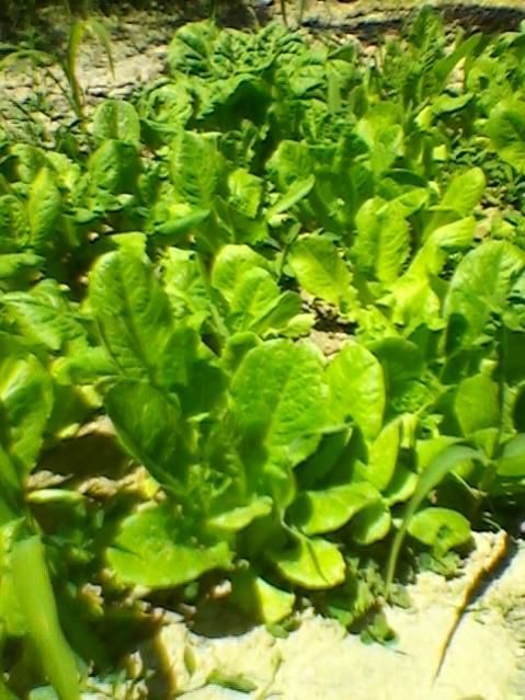 Name:  SP_A0207.jpg
Views: 474
Size:  60.8 KB