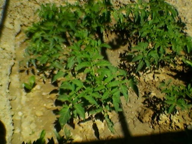 Name:  SP_A0208.jpg
Views: 485
Size:  57.6 KB