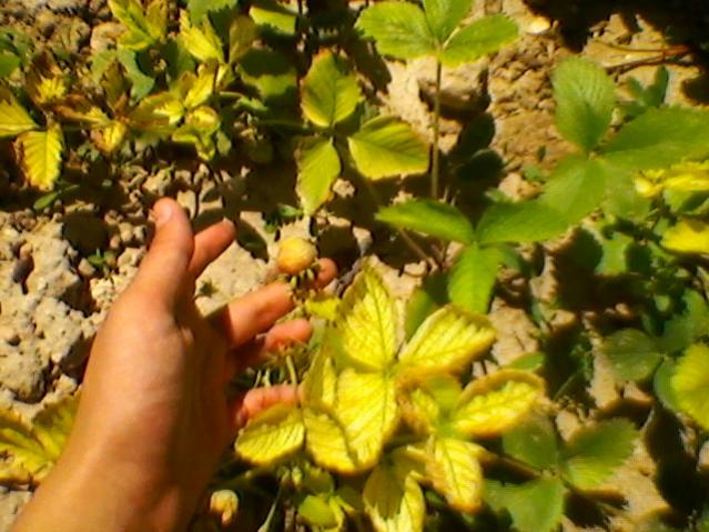 Name:  SP_A0209.jpg
Views: 530
Size:  54.8 KB