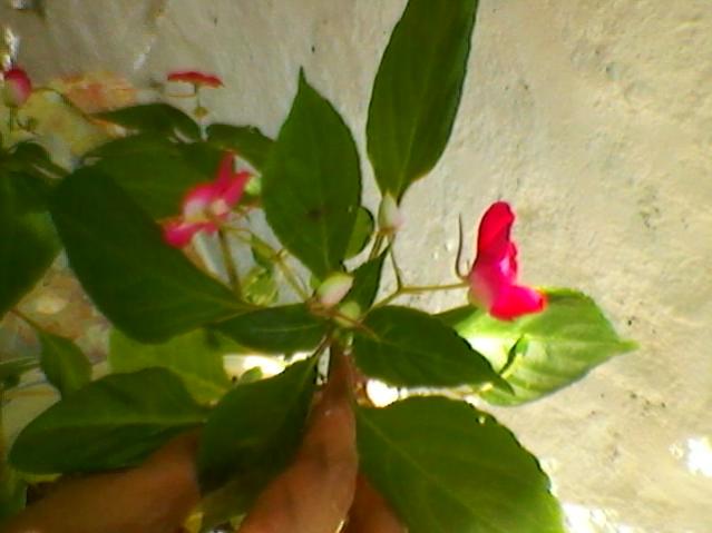Name:  SP_A0213.jpg
Views: 505
Size:  31.4 KB