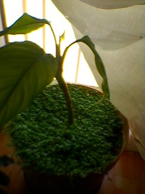 Name:  SP_A0265.jpg
Views: 431
Size:  29.9 KB