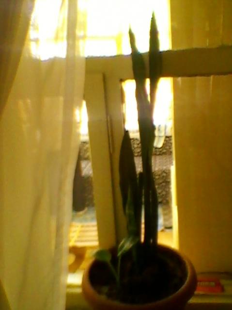 Name:  SP_A0268.jpg
Views: 432
Size:  24.9 KB