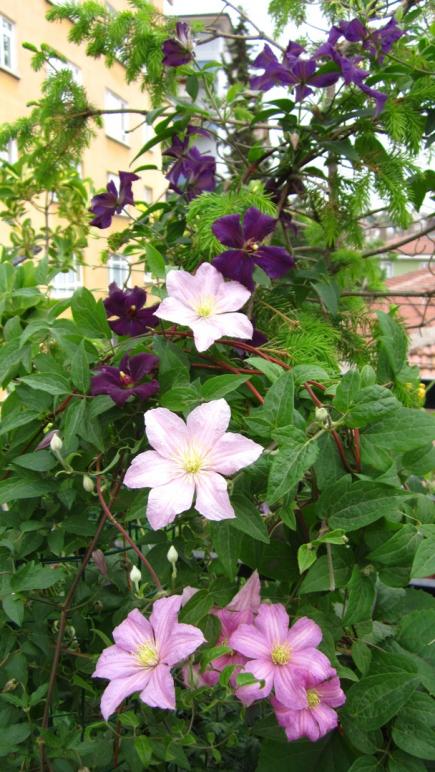 Name:  iki renkli clematis.jpg
Views: 1367
Size:  75.6 KB