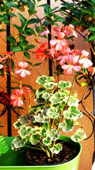 Name:  alacal sardunya.jpg
Views: 1342
Size:  78.5 KB