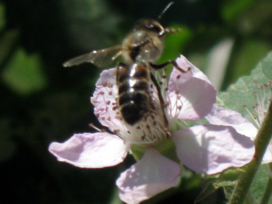 Name:  IMG_0620.JPG
Views: 1671
Size:  48.4 KB