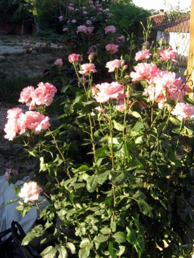 Name:  IMG_0709.jpg
Views: 1852
Size:  53.0 KB