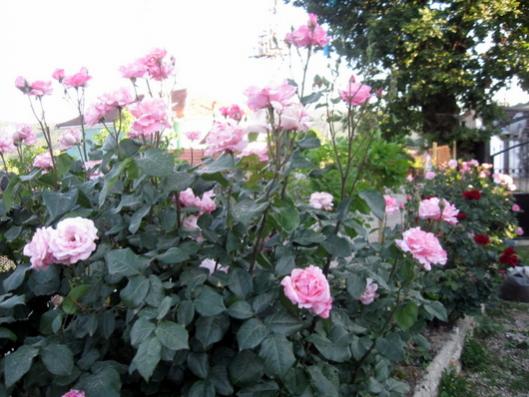 Name:  IMG_0711.jpg
Views: 1833
Size:  43.7 KB