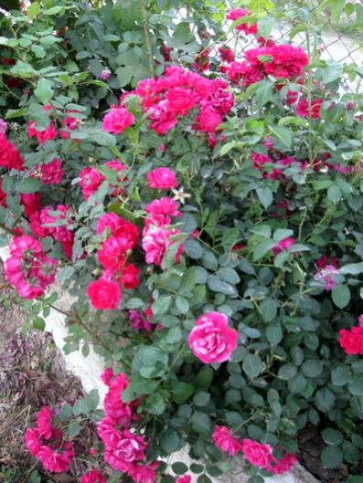 Name:  IMG_0713.jpg
Views: 1911
Size:  54.9 KB