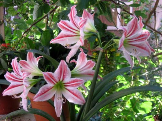 Name:  IMG_0613.jpg
Views: 1146
Size:  47.6 KB
