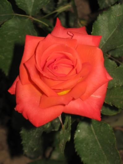 Name:  IMG_0708.jpg
Views: 989
Size:  21.7 KB