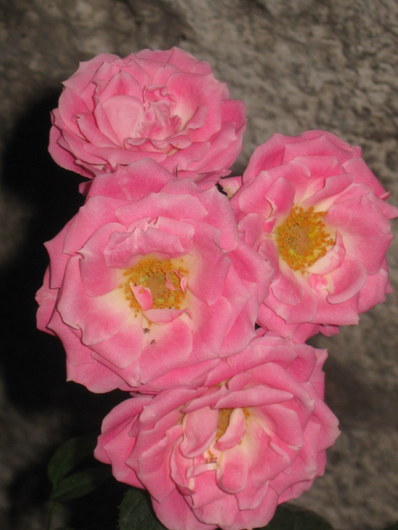 Name:  IMG_0536.JPG
Views: 980
Size:  54.1 KB