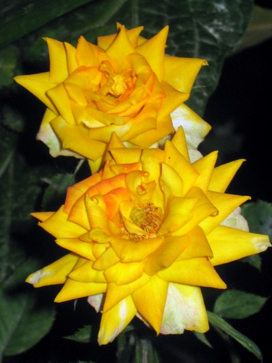 Name:  IMG_0420.JPG
Views: 941
Size:  60.5 KB