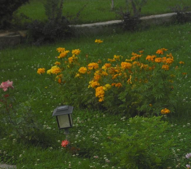 Name:  CIMG2784.jpg
Views: 1865
Size:  53.3 KB