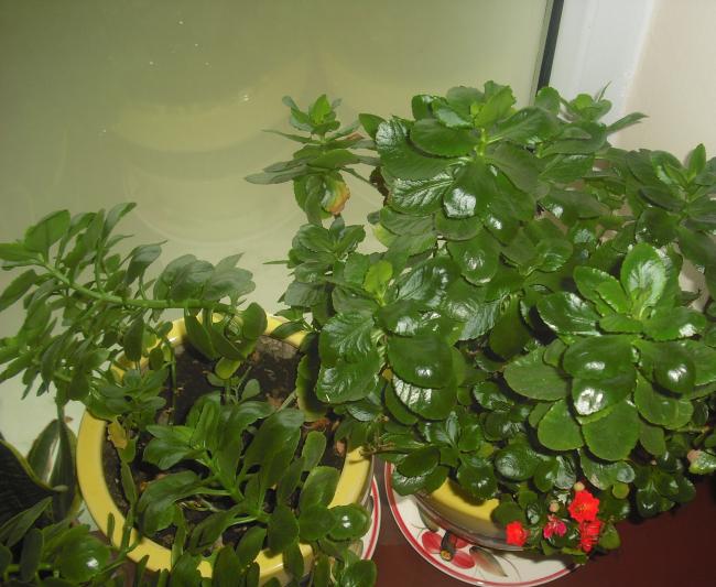 Name:  CIMG2792.jpg
Views: 1842
Size:  55.1 KB