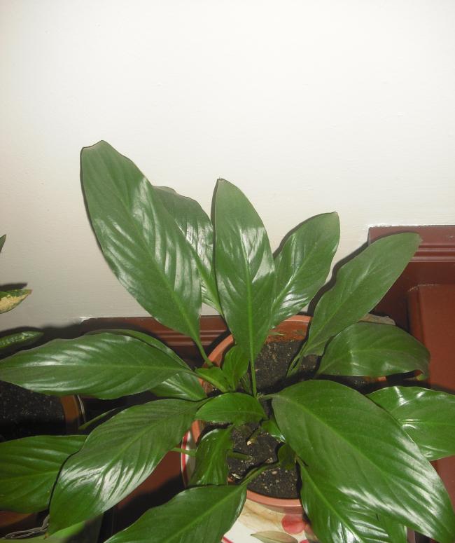 Name:  CIMG2796.jpg
Views: 1850
Size:  50.9 KB