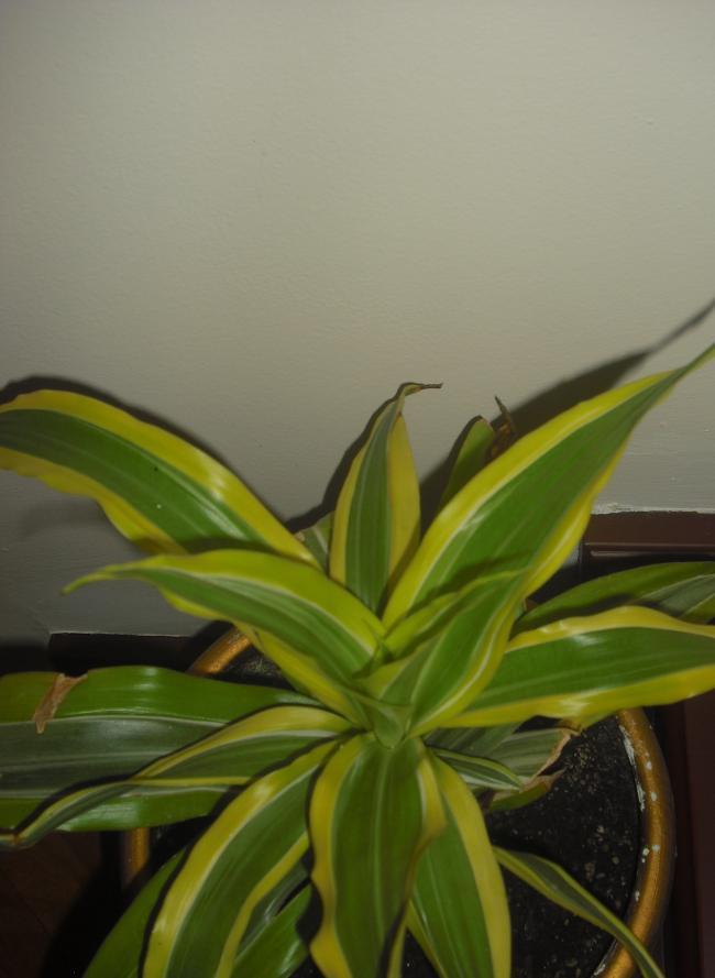 Name:  CIMG2798.jpg
Views: 1807
Size:  45.4 KB