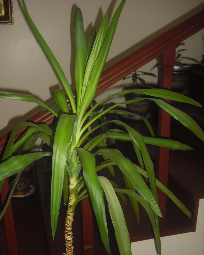 Name:  CIMG2807.jpg
Views: 1947
Size:  53.0 KB