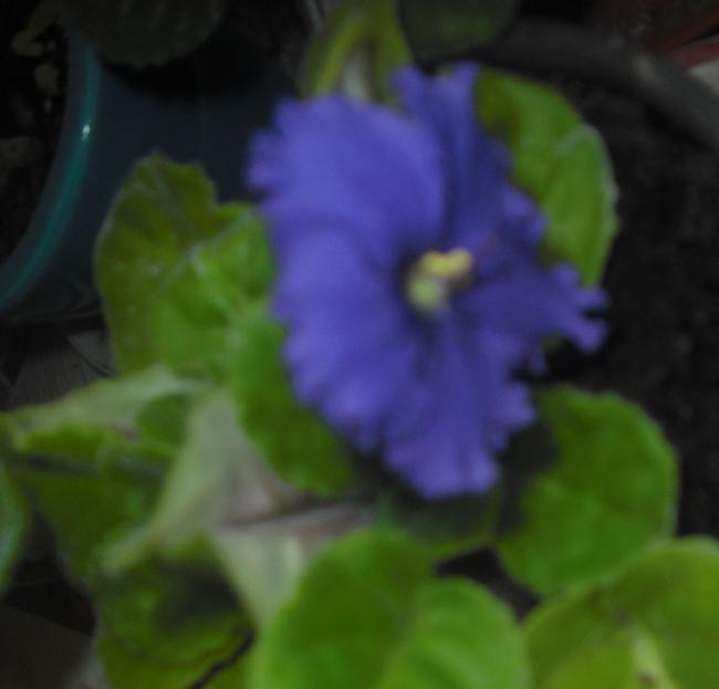 Name:  CIMG2815.jpg
Views: 1794
Size:  23.7 KB