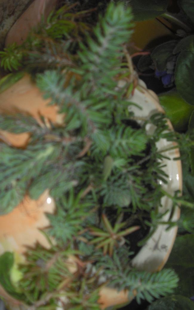 Name:  CIMG2817.jpg
Views: 1807
Size:  59.2 KB