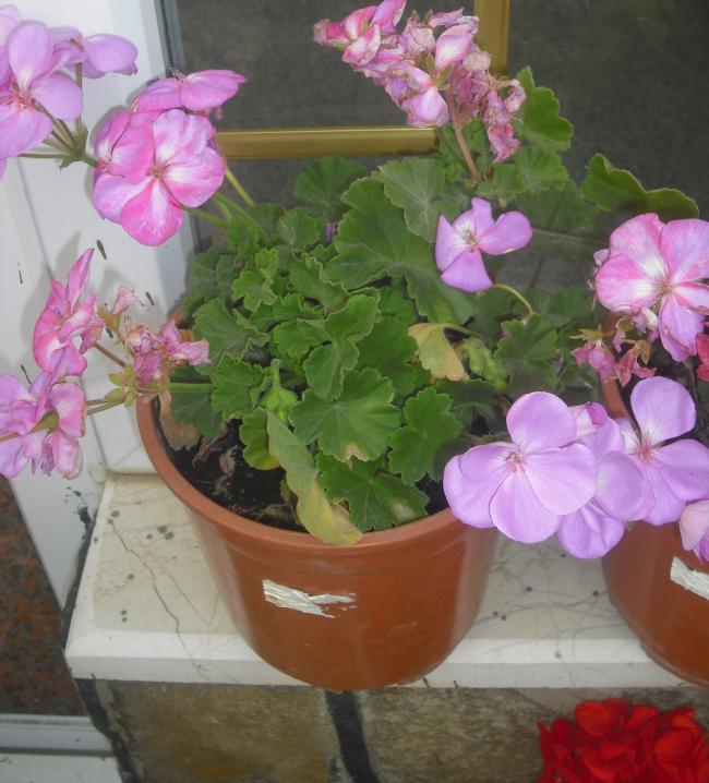 Name:  CIMG2832.jpg
Views: 1846
Size:  61.9 KB