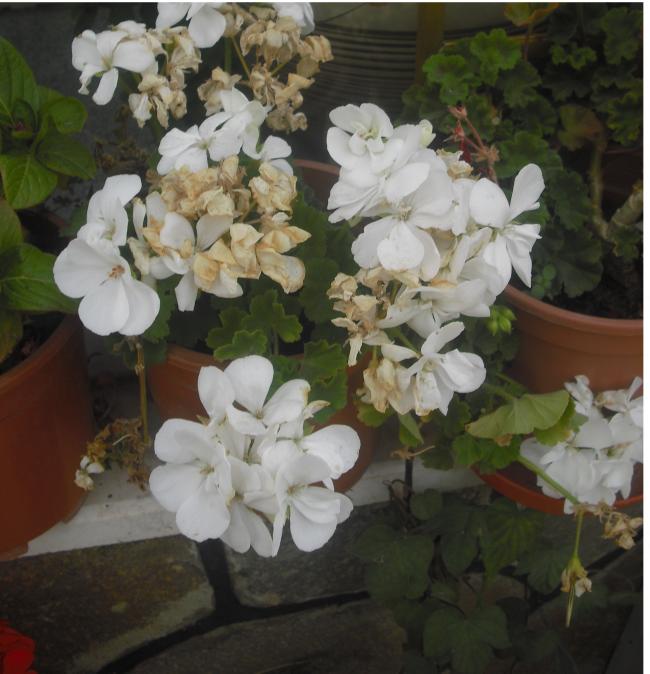 Name:  CIMG2833.jpg
Views: 1789
Size:  55.1 KB