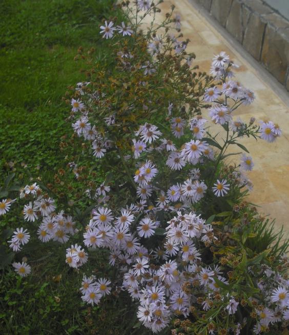 Name:  CIMG2845.jpg
Views: 1724
Size:  73.3 KB