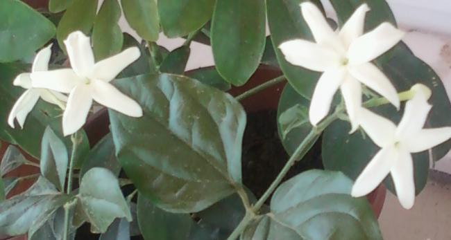 Name:  Fotoraf-0085.jpg
Views: 468
Size:  27.9 KB