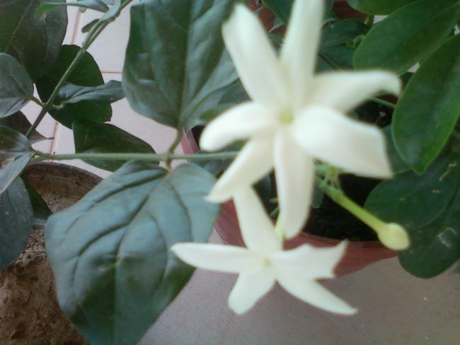 Name:  Fotoraf-0077.jpg
Views: 465
Size:  32.9 KB