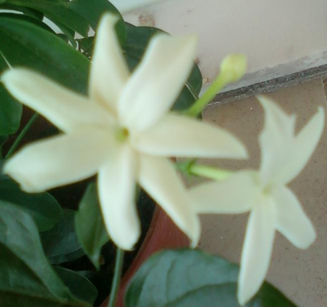Name:  Fotoraf-0075.jpg
Views: 487
Size:  30.6 KB