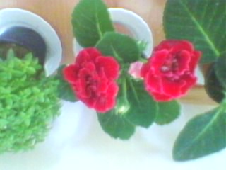 Name:  SP_A0348.jpg
Views: 389
Size:  17.8 KB