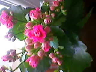 Name:  SP_A0357.jpg
Views: 403
Size:  21.8 KB