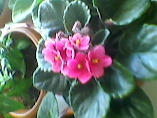 Name:  SP_A0356.jpg
Views: 362
Size:  23.6 KB