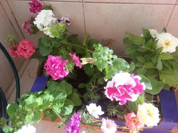 Name:  20130602_173113.jpg
Views: 278
Size:  47.0 KB