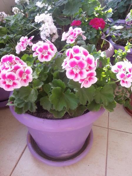Name:  20130602_173126.jpg
Views: 300
Size:  48.7 KB