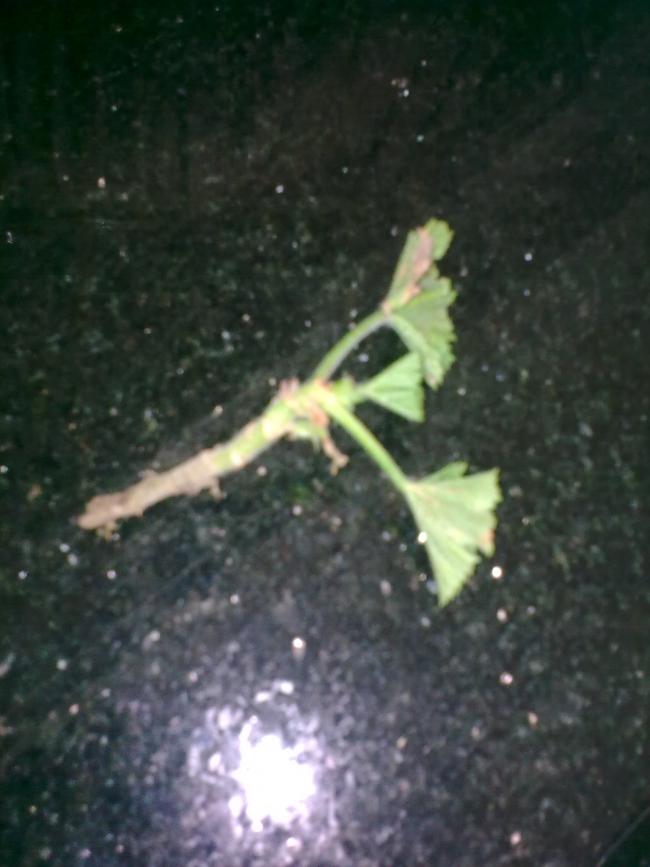 Name:  Grnt0502.jpg
Views: 395
Size:  50.4 KB