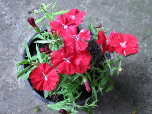 Name:  IMG_0736.jpg
Views: 1137
Size:  38.8 KB