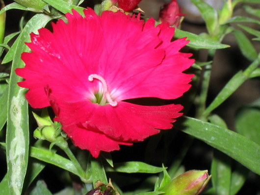 Name:  IMG_0471.JPG
Views: 1069
Size:  68.8 KB