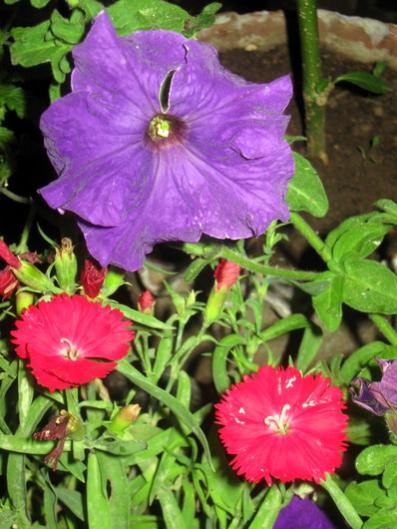 Name:  IMG_0473.jpg
Views: 914
Size:  43.5 KB