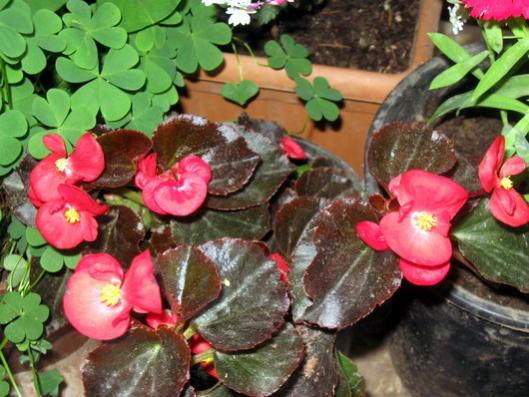 Name:  IMG_0524.jpg
Views: 917
Size:  46.1 KB