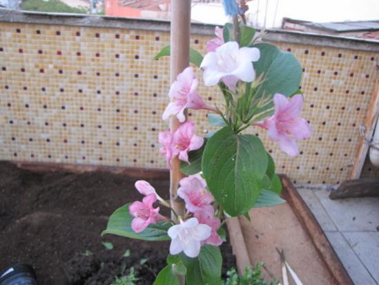 Name:  IMG_8724.jpg
Views: 1164
Size:  36.6 KB