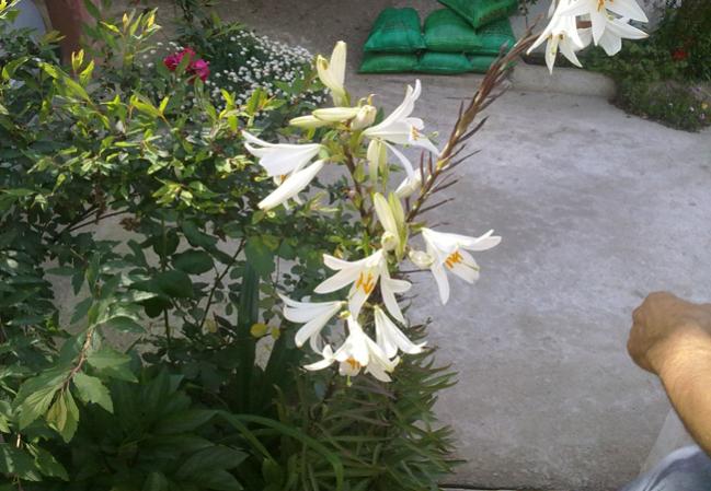 Name:  Adil Bahe (7).jpg
Views: 1691
Size:  53.4 KB