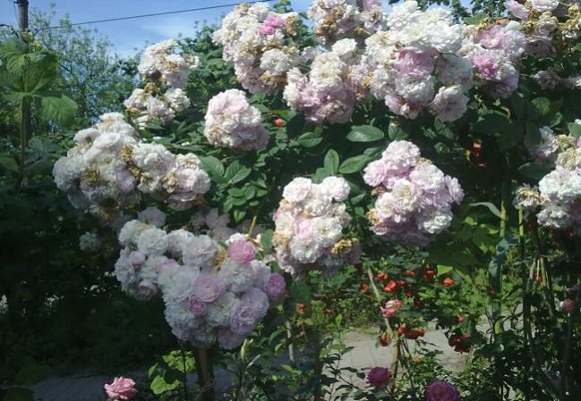Name:  Adil Bahe (8).jpg
Views: 1681
Size:  66.3 KB